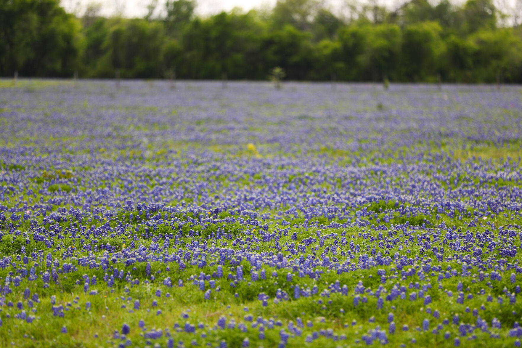 Brazos Valley Wildflowers